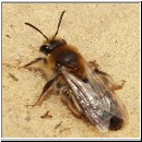 Halictus rubicundus - Furchenbiene w01.jpg